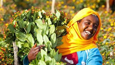 Ethiopian flower farmer