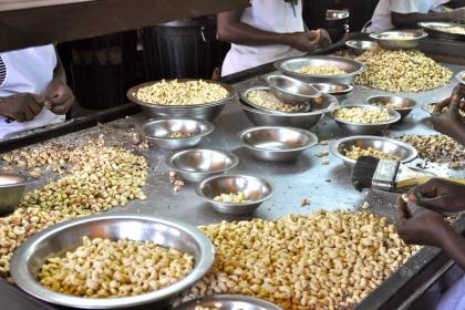 Cashing in on cashews: Africa must add value to its nuts