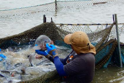 Costa Rica lanza la marca “Pura Vida” para productos pesqueros y acuícolas sostenibles y responsables 