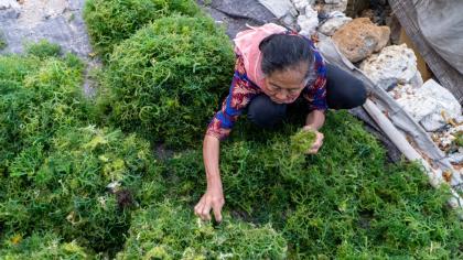 A woman seaweed farmer in Indonesia