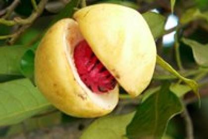 Nutmeg revival helps Aceh, Indonesia, recover after years of conflict