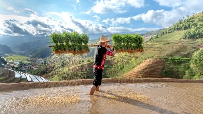 A farmer cultivates jasmine rice in Yen Bai Province of Vietnam, a participant of the Global System of Trade Preferences among Developing Countries.