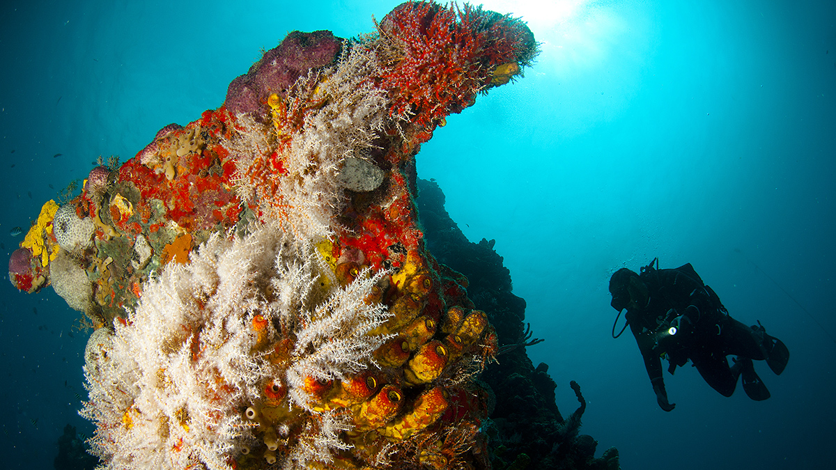 Coral reef and deep sea diver