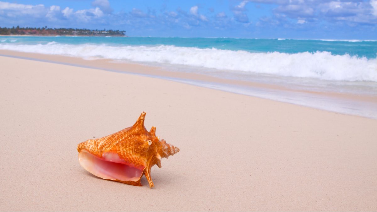 Project launch and Webinar: Seizing the trade and business potential of Blue BioTrade in selected Organisation of Eastern Caribbean States (OECS) countries