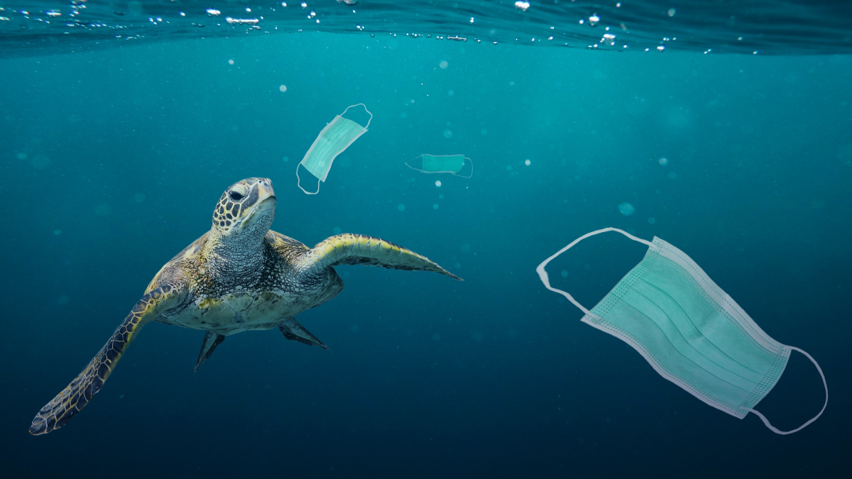 A turtle swims in water polluted by face masks