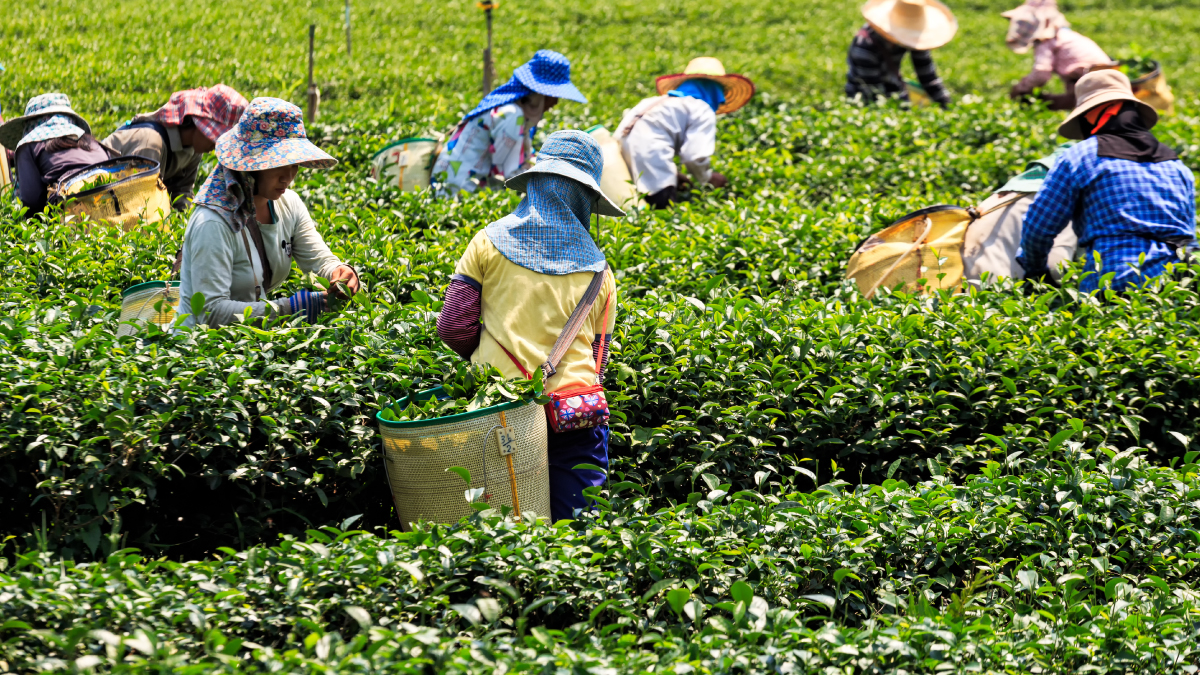 Workers harvesting green tea in Viet Nam