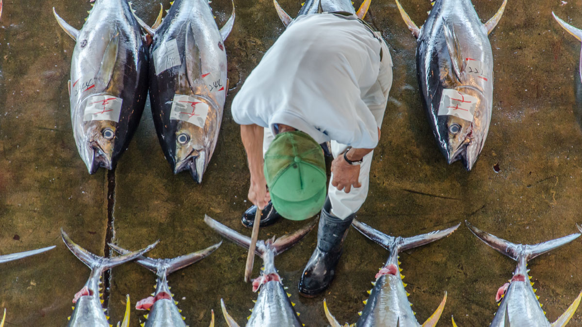 Tuna fish market in Japan