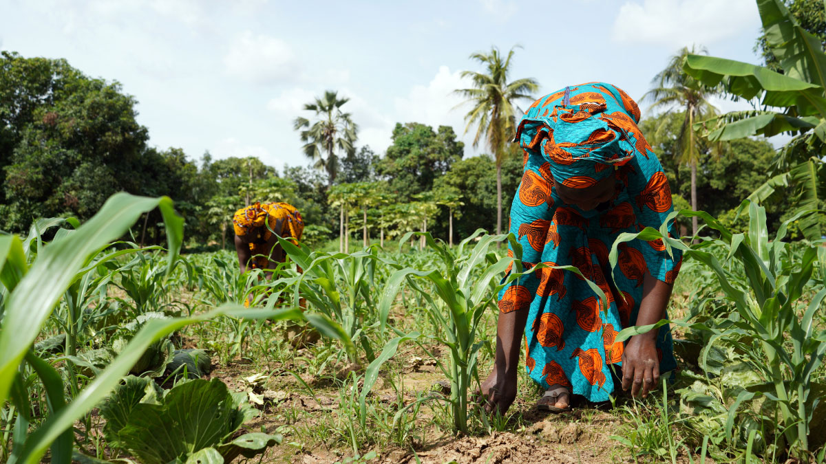 African women work in a maize field