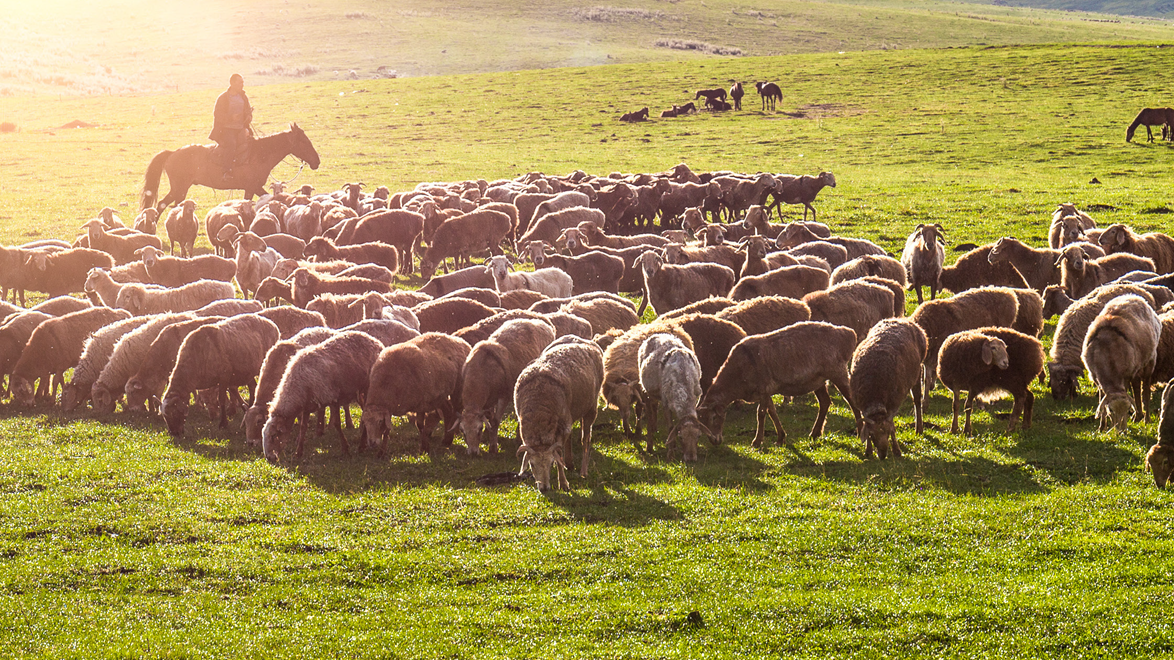 Fostering Integration of the Mongolia Downstream Value Chain of Meat into Regional Value Chains