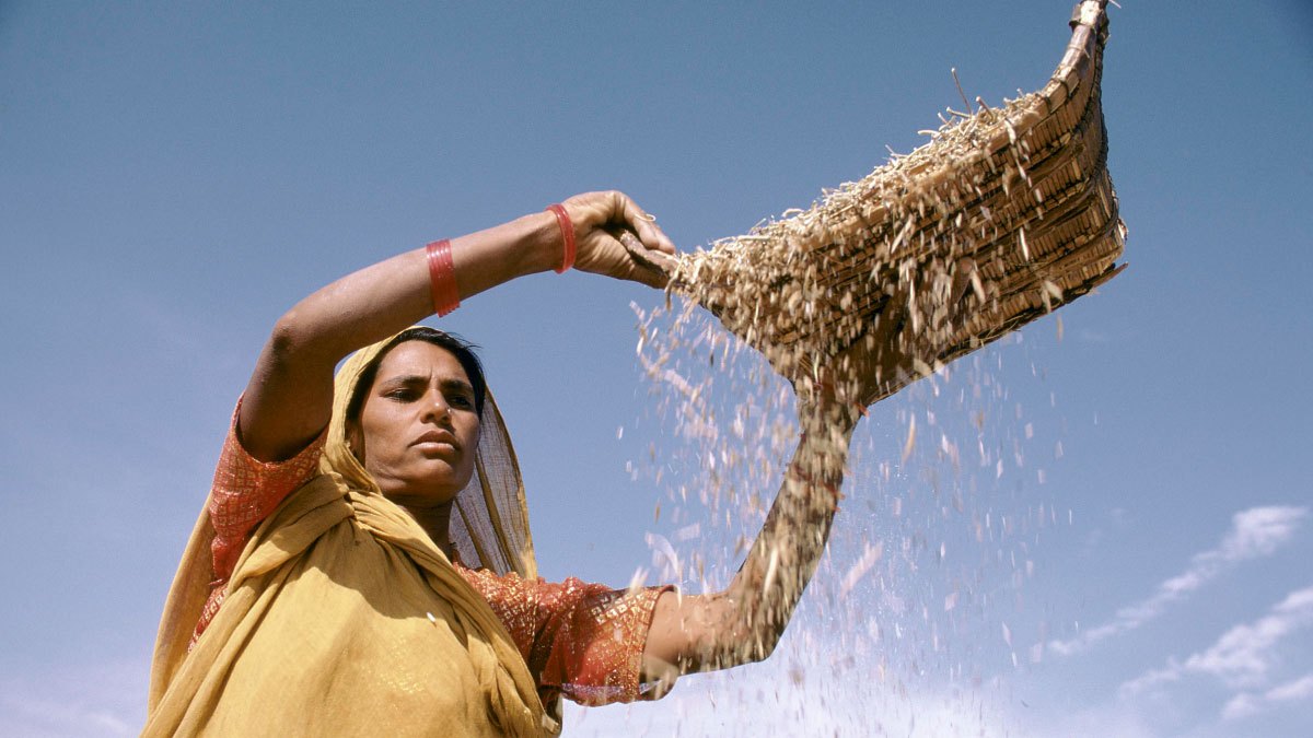 Indian woman sifts grain