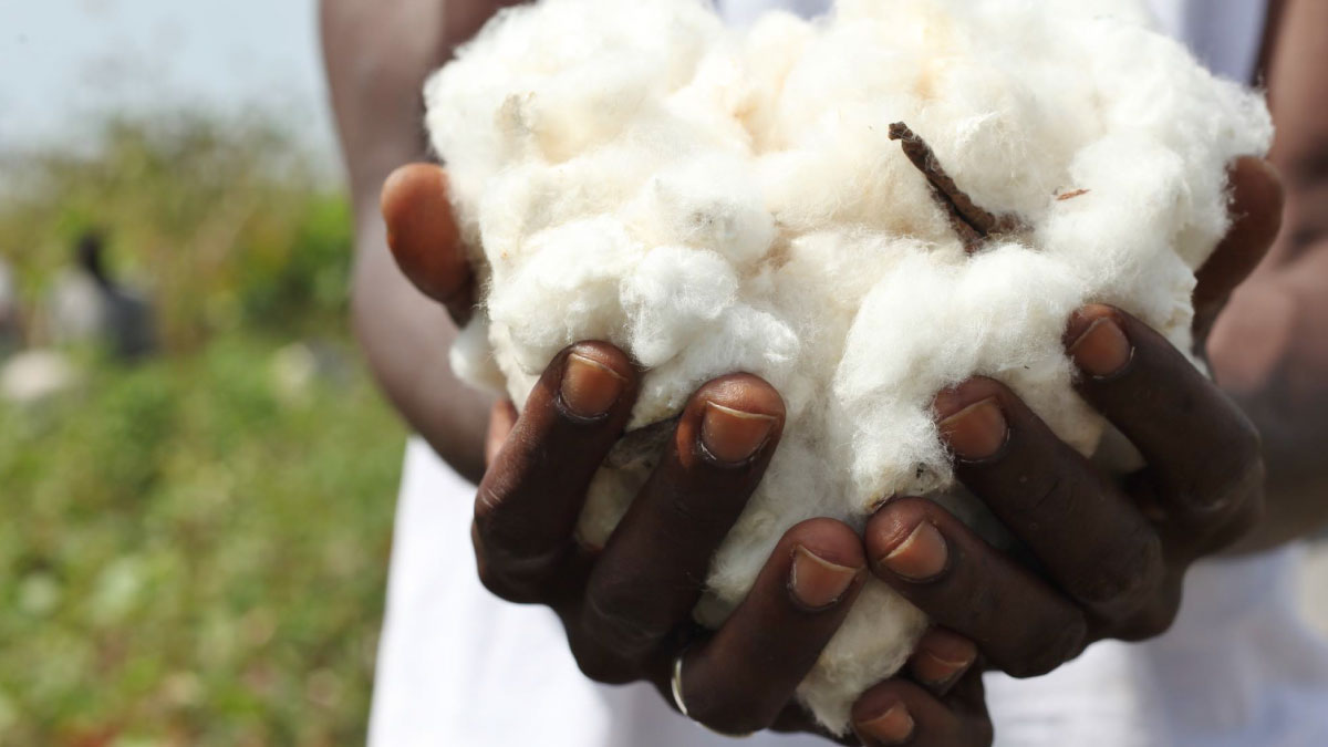 Hands holding cotton fibre