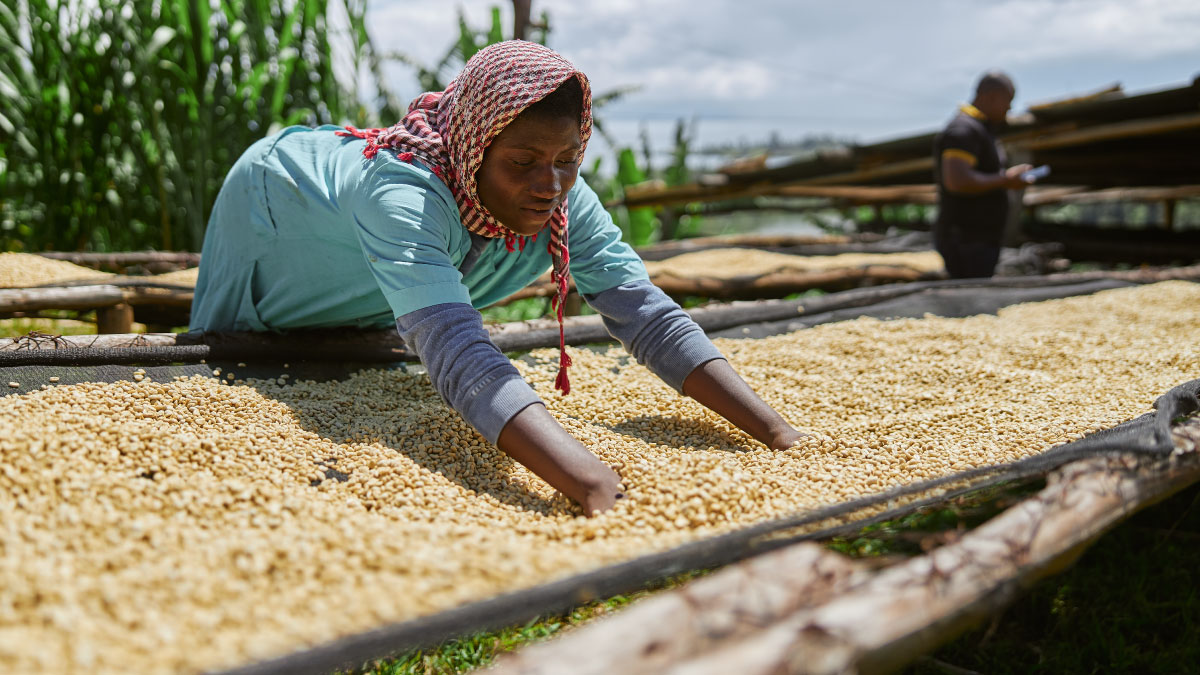 Female worker dries coffee beans