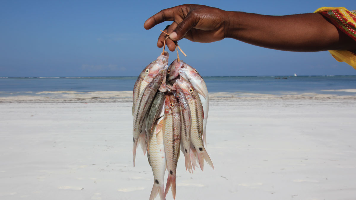 Belize fisheries