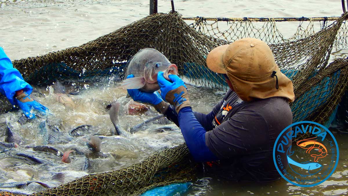 Lanzamiento de Pura Vida, la marca colectiva de mariscos y acuicultura sostenibles de Costa Rica