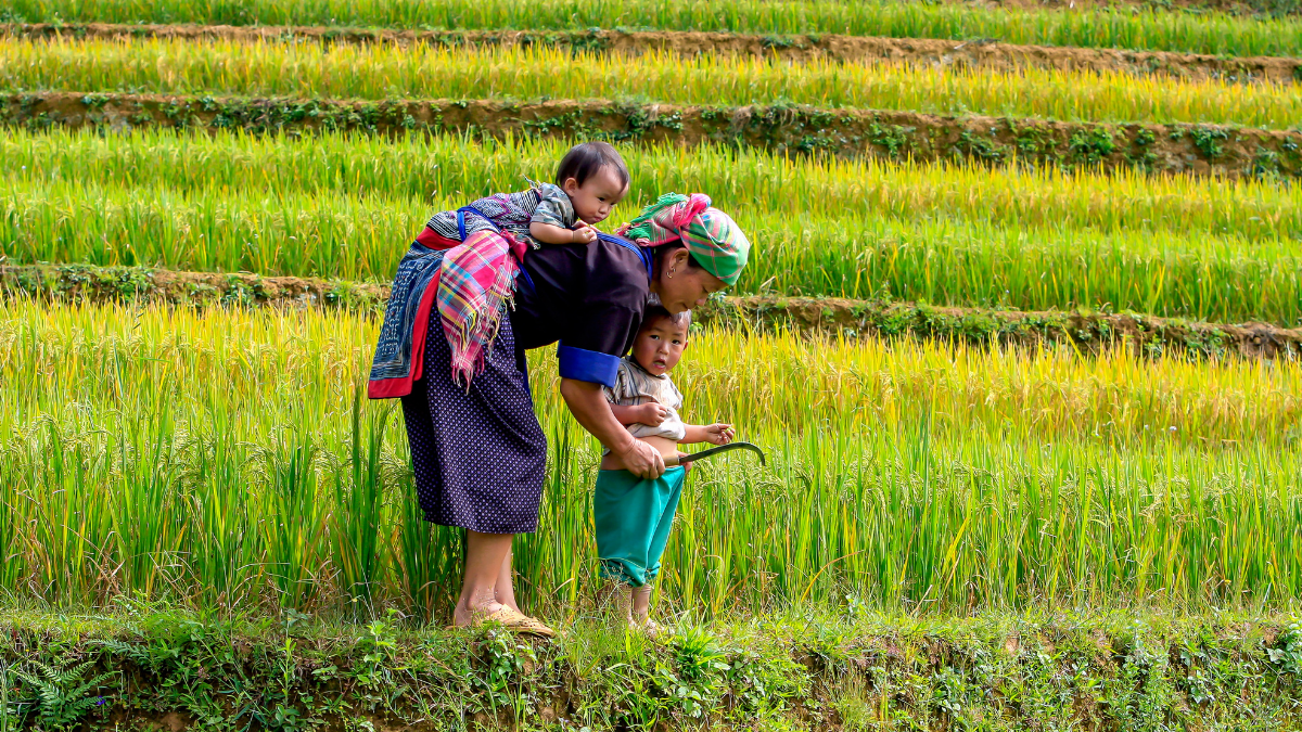 Sustainability standards and smallholder farmers: Opportunities to address poverty through trade