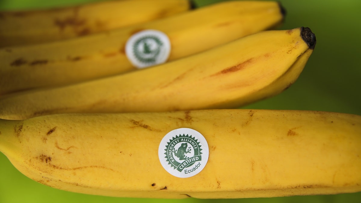 Bananas certified by the Rainforest Alliance voluntary sustainability standard