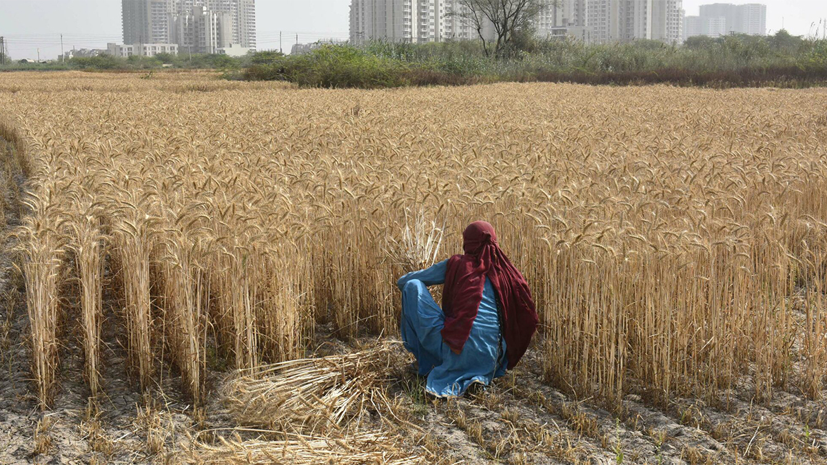 Harvesting wheat in the outskirts of Gurugram, India.