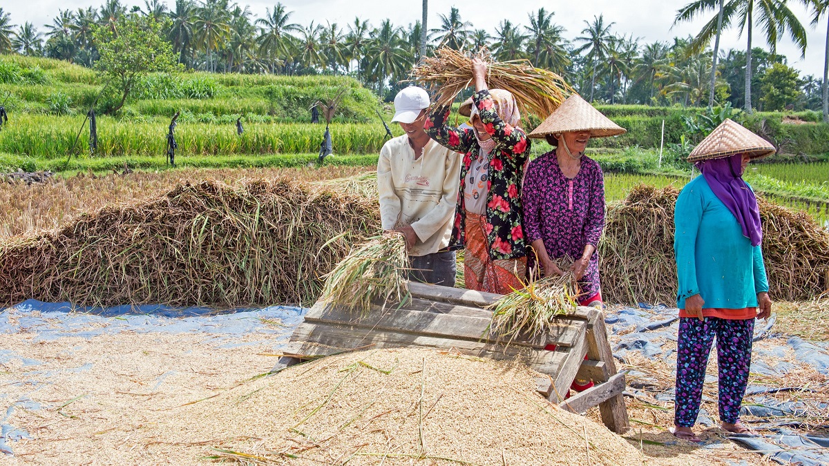Farmers work in the rice fields on Java Island, Indonesia.