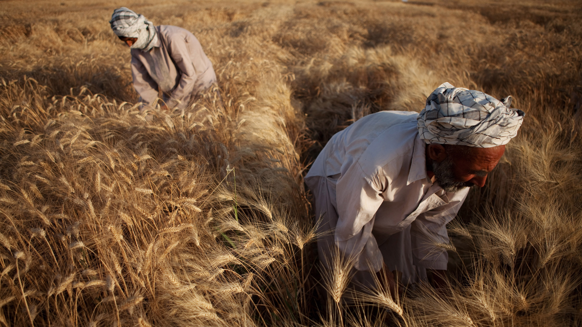 Rice farmers in Afghanistan