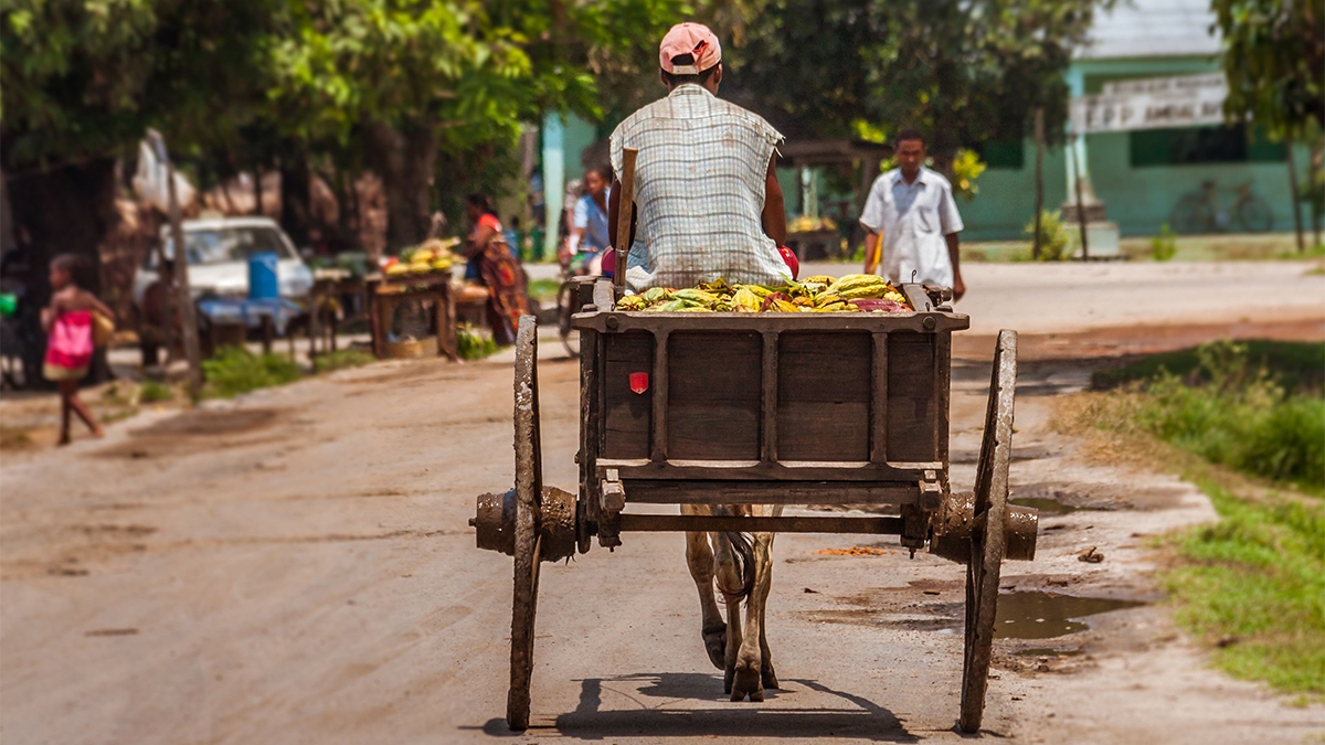 Farmer carrying cocoa pods in his zebu cart, Madagascar