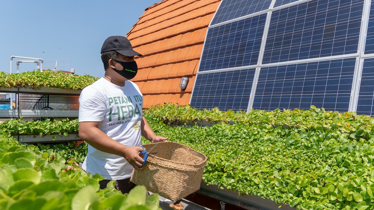 A hydroponic farmer harvests vegetables in his solar-powered garden on the roof of a building in Bali, Indonesia.