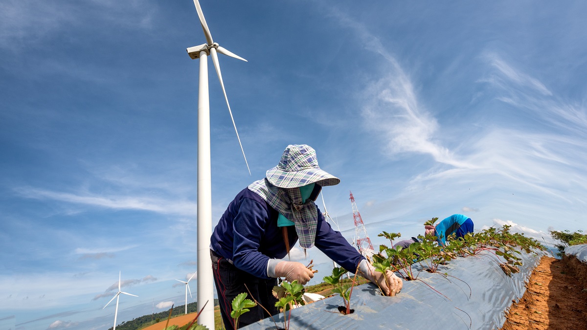 Farmers grow strawberries on a farm powered by wind energy.