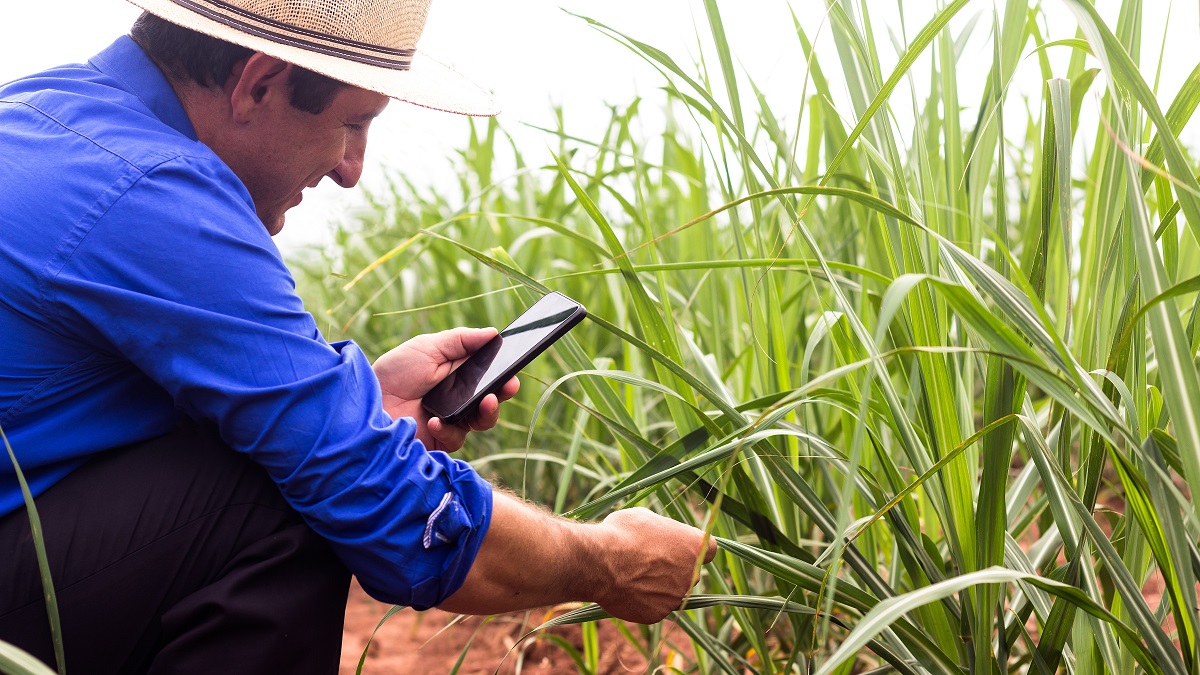 Smart farming helps reduce the ecological footprint of agriculture in Brazil.