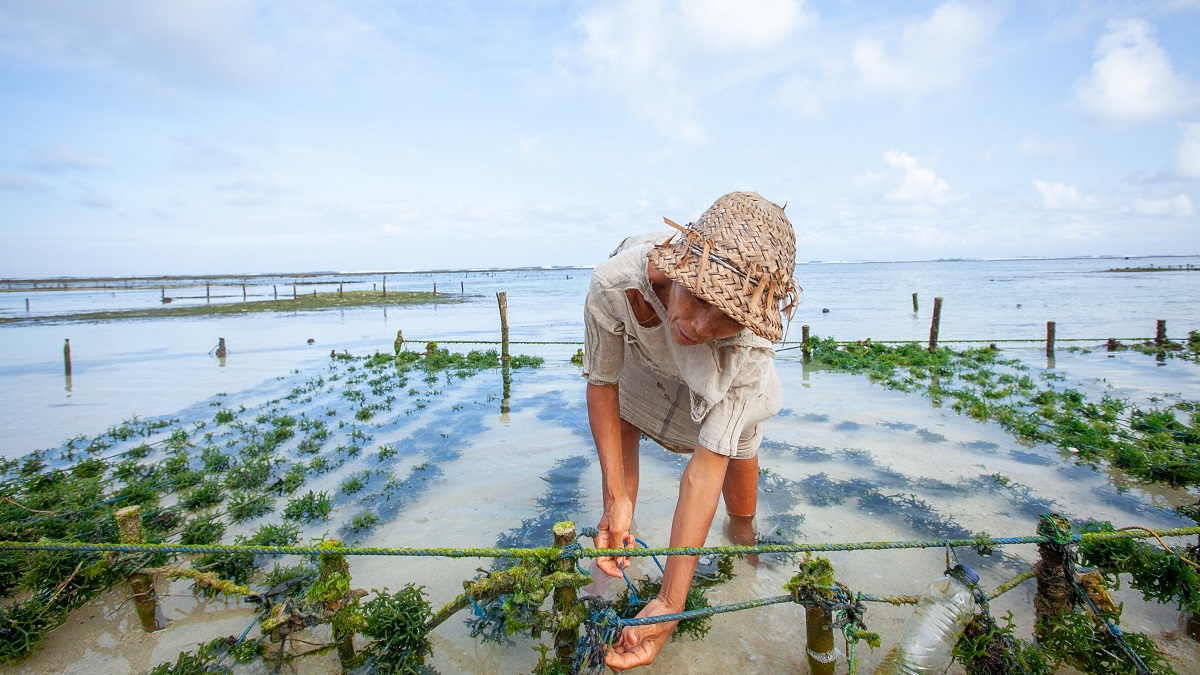 Farmer at a seaweed farm in Nusa Penida, Indonesia
