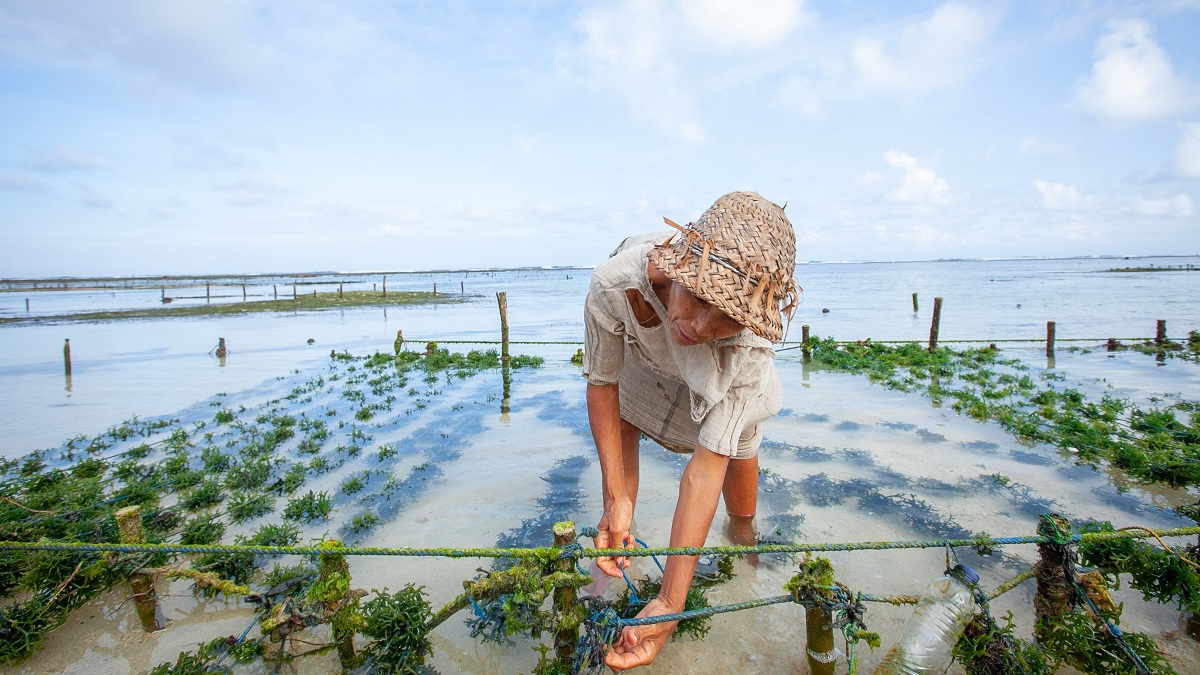 Will Seaweed Straws Help Us Reduce Plastic Use?