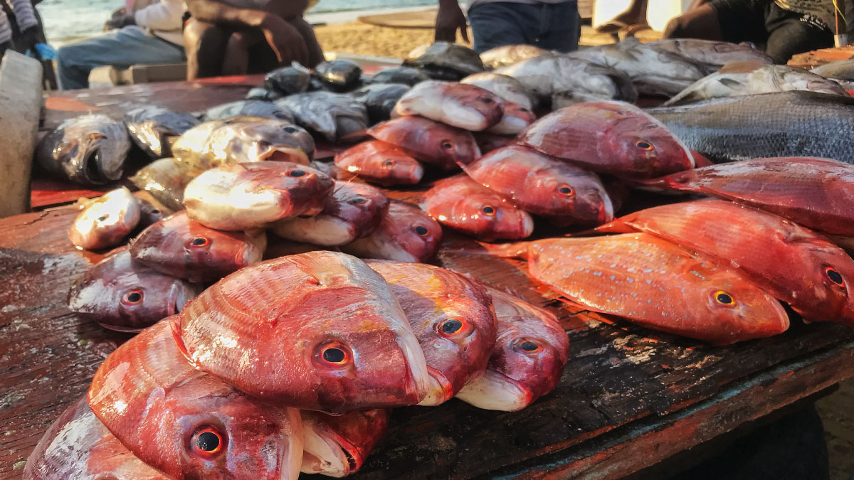 Freshly harvested fish at a beach market in Luanda, Angola