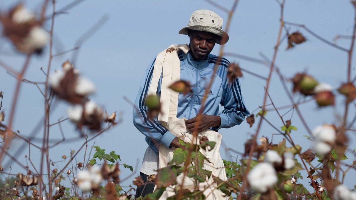 The cotton sector plays a key role in driving economic development, international trade and reducing poverty. Seen above, a farmer picks cotton in the Senegalese town of Velingara.
