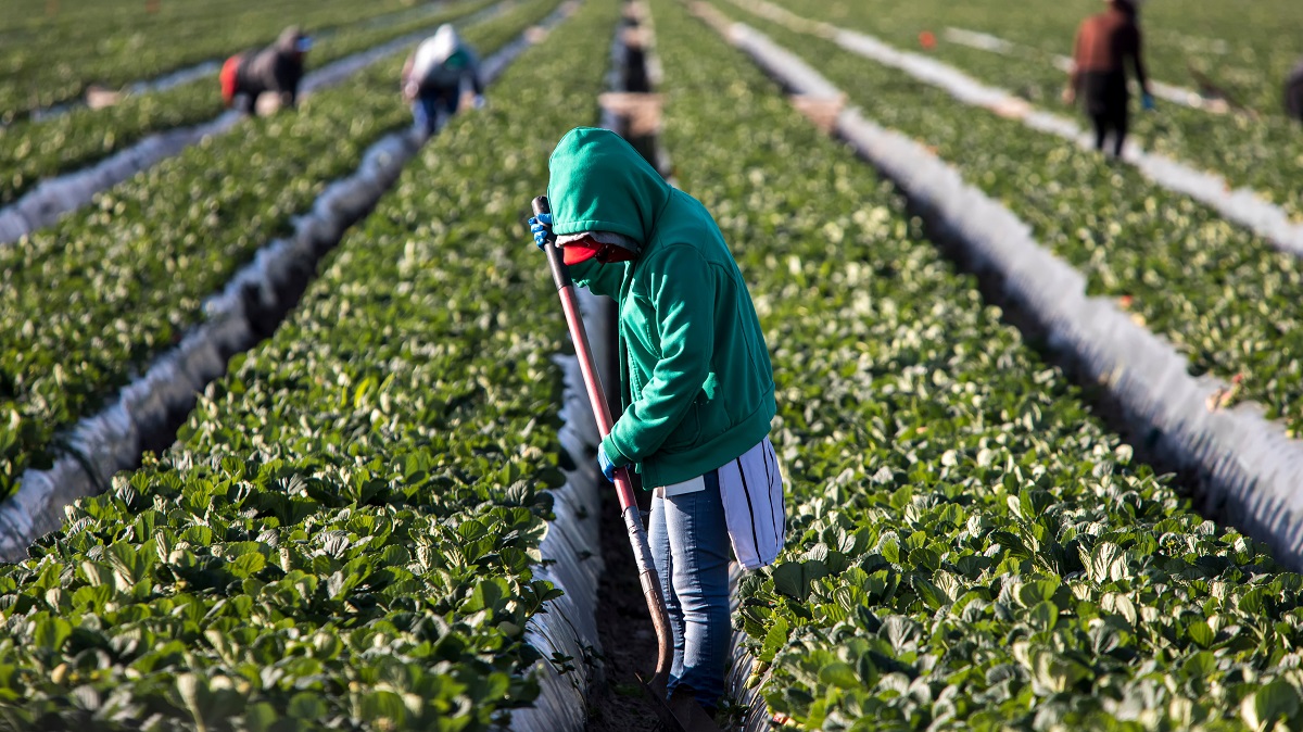 A migrant worker in a strawberry farm.
