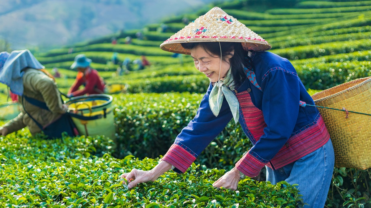 Workers pick tea at a farm.
