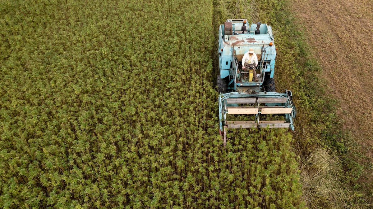 A farmer harvests industrial hemp crops.