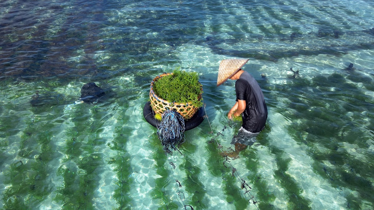 Seaweed farming in Nusa Lembongan, Indonesia.