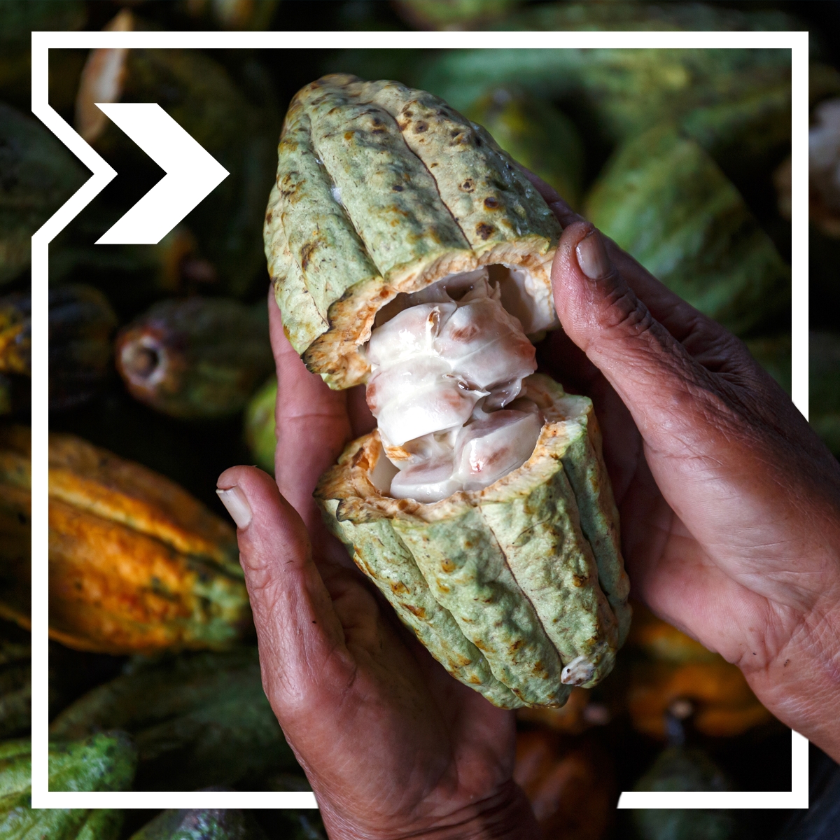 An African farmer holding a cocoa pod