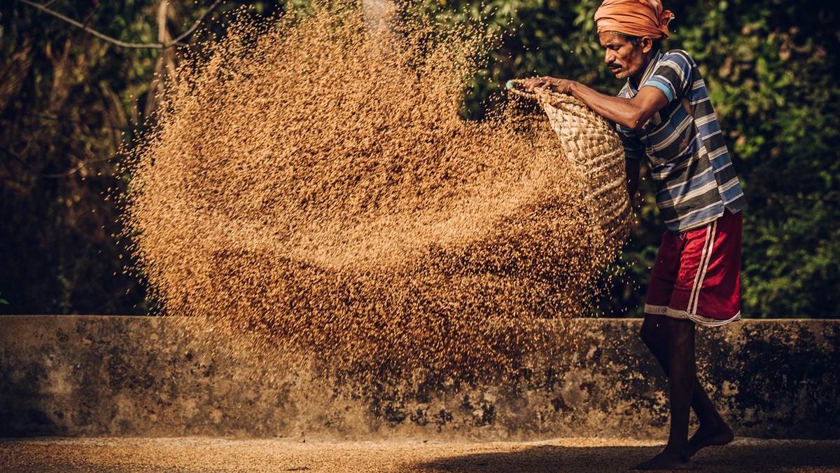 A farmer in India spreads wheat.
