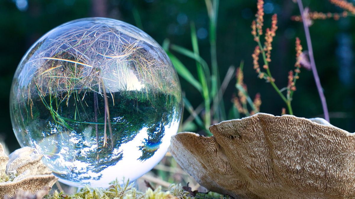 Workshop: Advancing private-public partnerships to mainstream biodiversity conservation and sustainable use in Voluntary Sustainability Standards