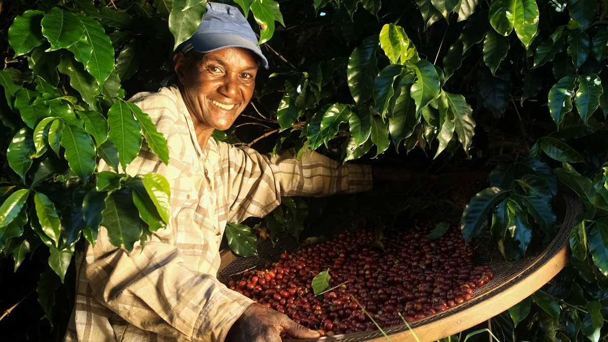 Coffee value chains: Enhancing traceability in Latin America