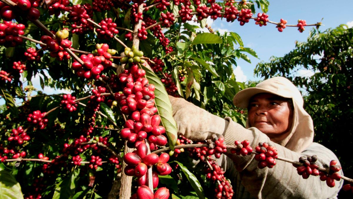 A coffee farmer in Itabela, in the Brazilian state of Bahia.