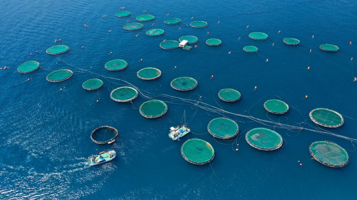 Aerial drone photo of large fish farming unit of sea bass