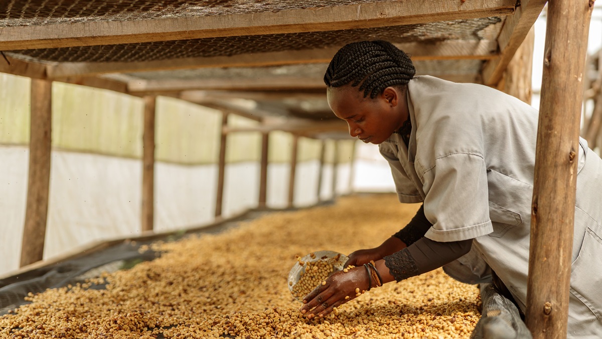 An African smallholder farmer dries coffee beans.