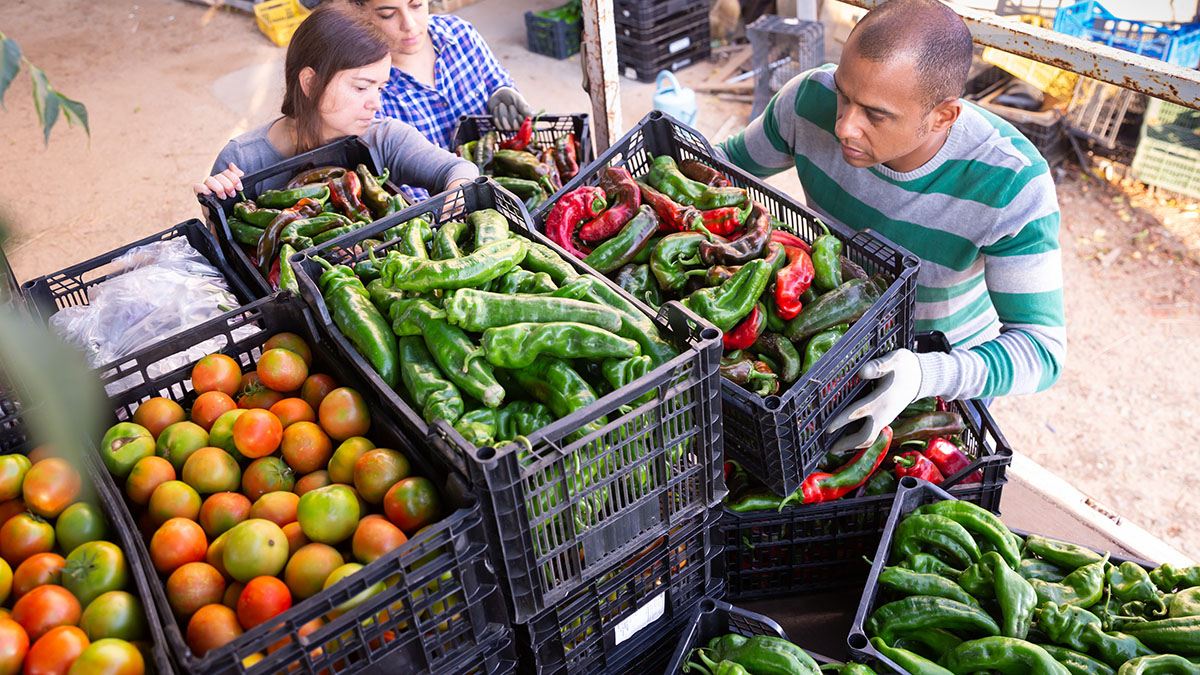 workers in farmer packing vegetables