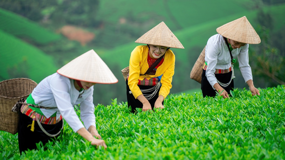 A tea farm in Phu Tho Province, Vietnam.