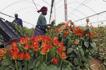 Flowers for export in Zambia