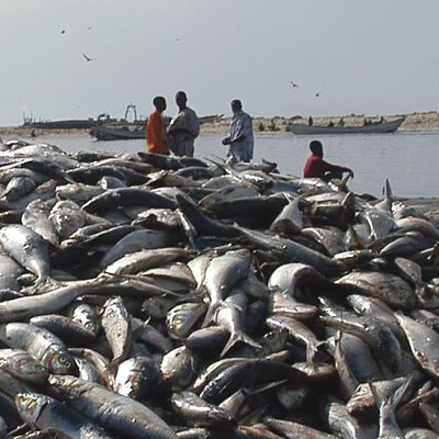 Fish-rich Mauritania