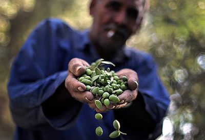 Olives
