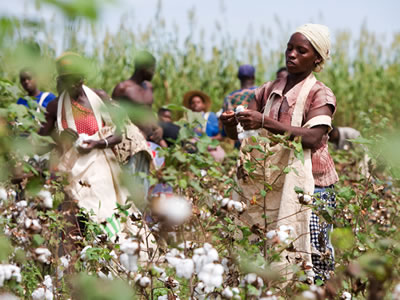Cotton growers in Zambia
