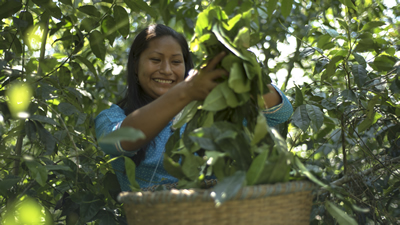 Guayusa leaf