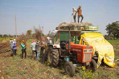 Absorbent Cotton Production Technology - CIRCOT